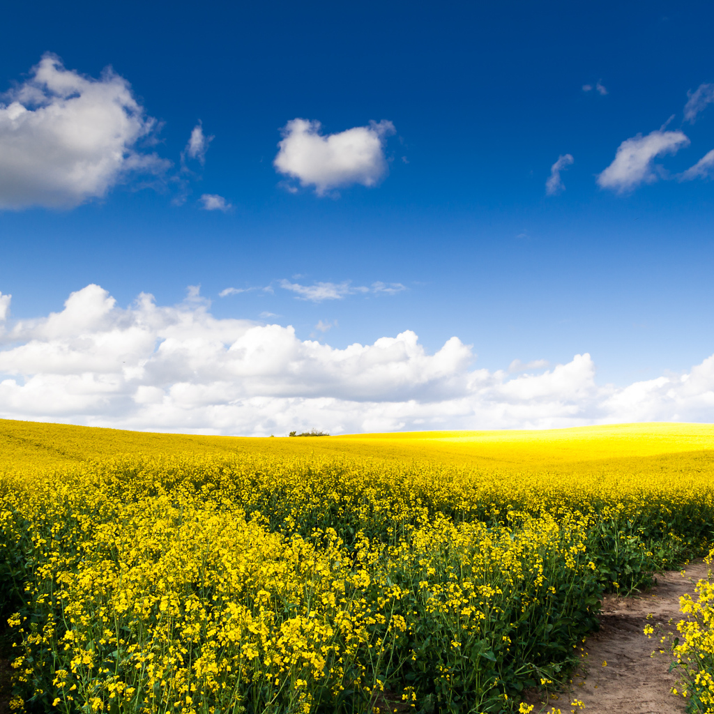 Рапсовое поле под голубым небом с облаками