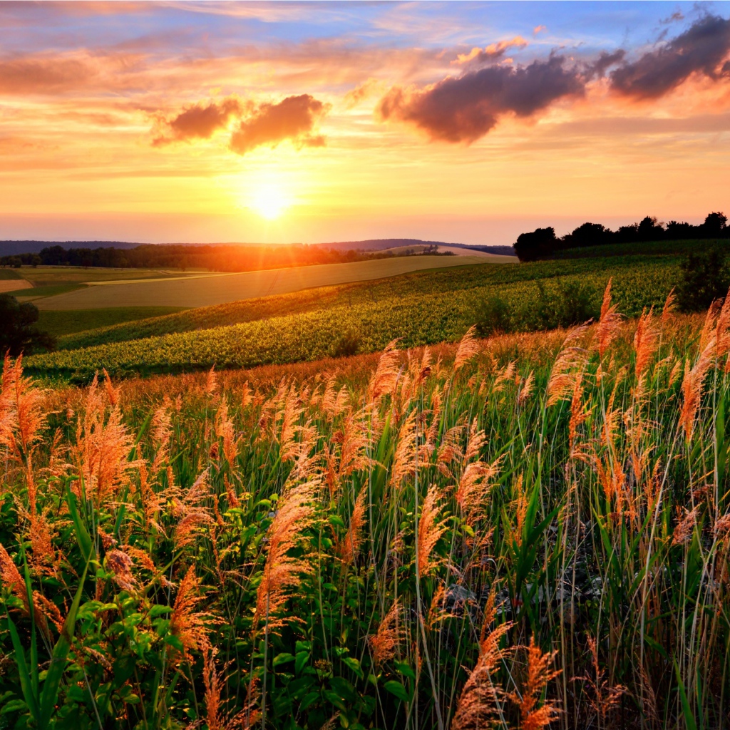 Колосья в поле под яркими лучами летнего солнца