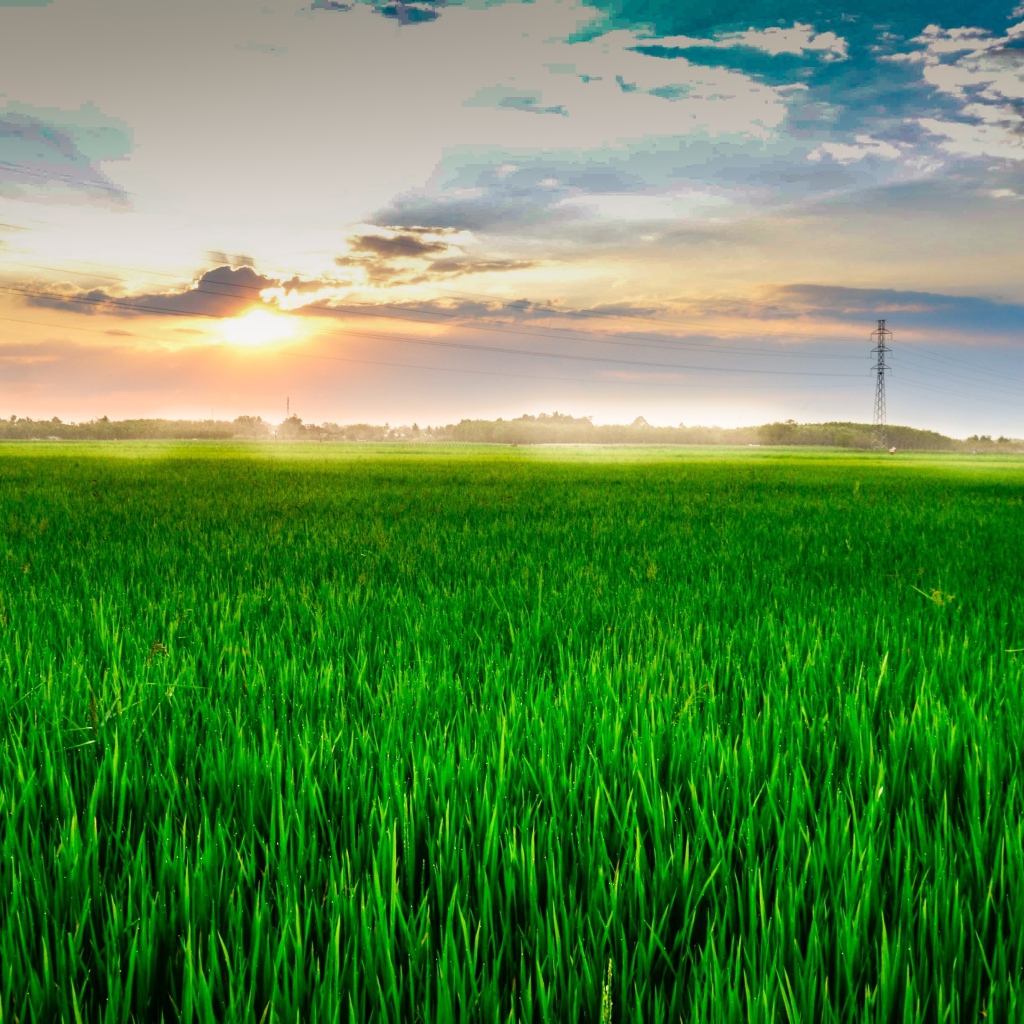 Восход летнего солнца над полем с зеленой пшеницей