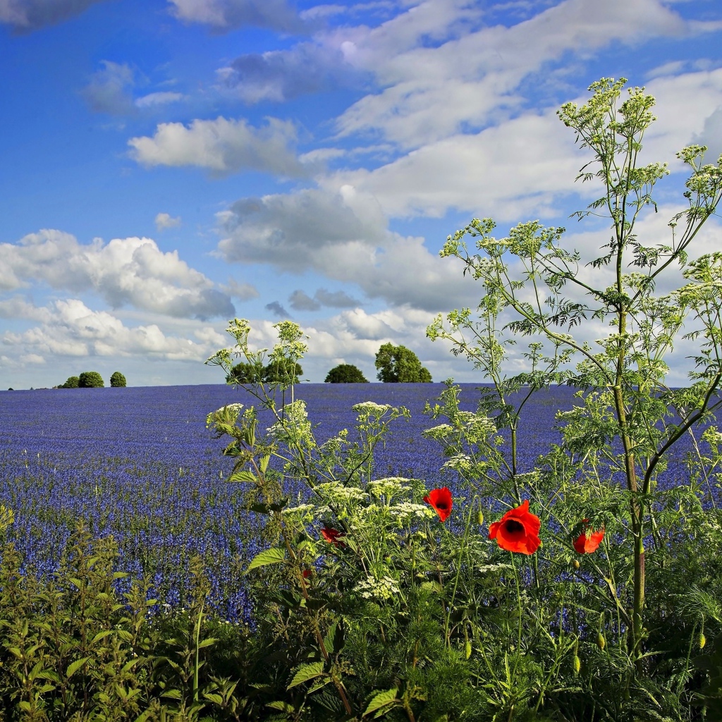 Вид на поле с голубыми цветами под красивым голубым небом с белыми облаками