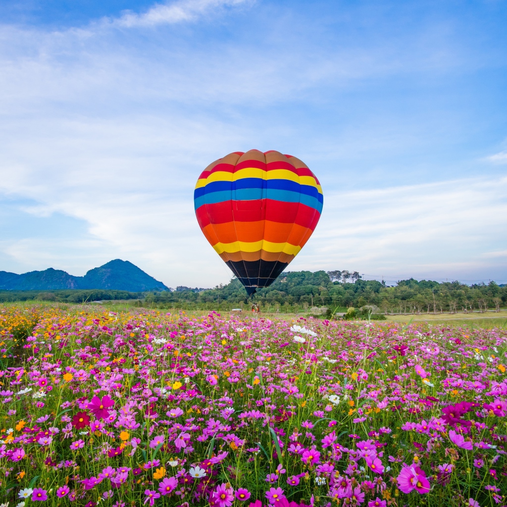 A balloon over a blossoming cosmos field under a blue sky