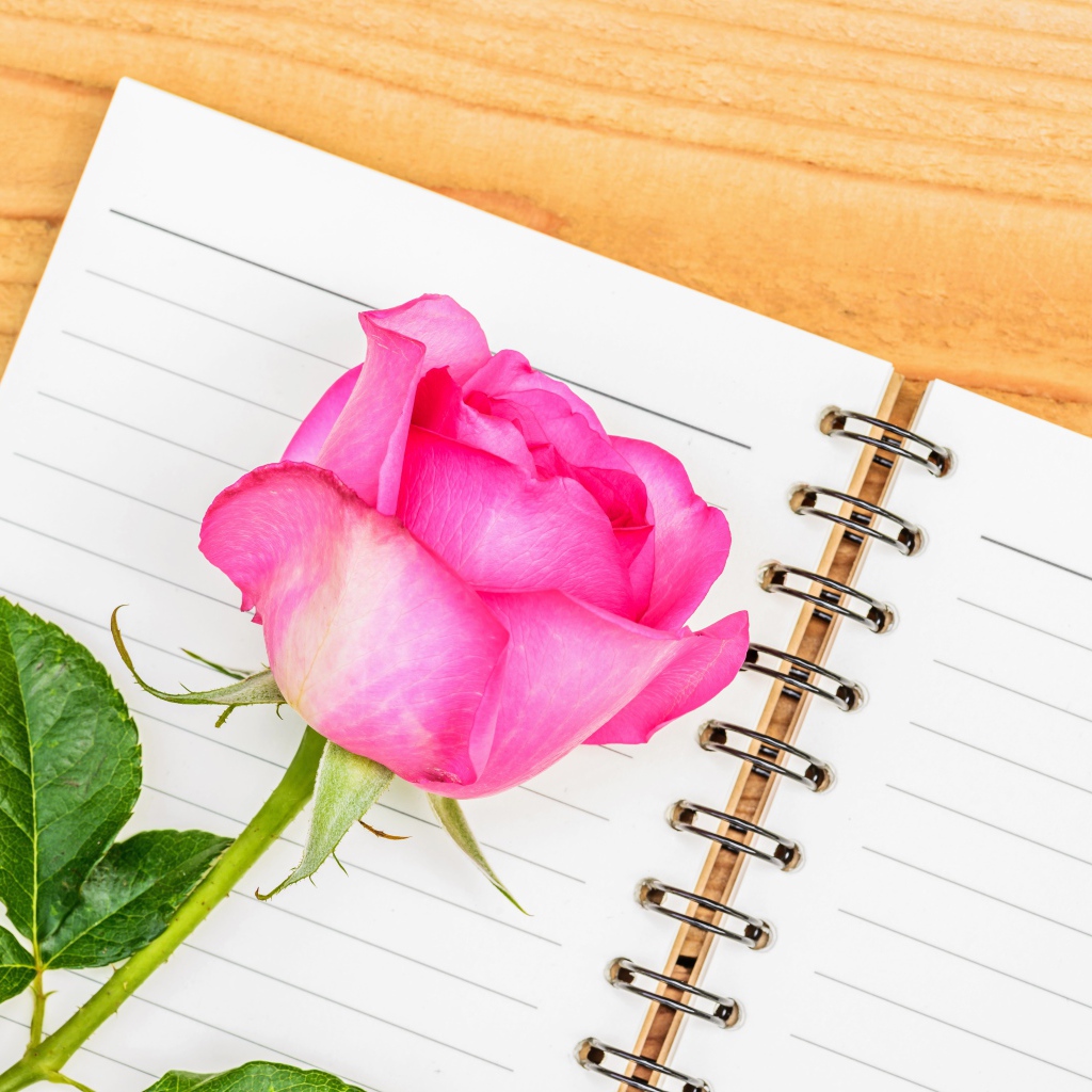Красивая розовая роза лежит на блокноте на столе