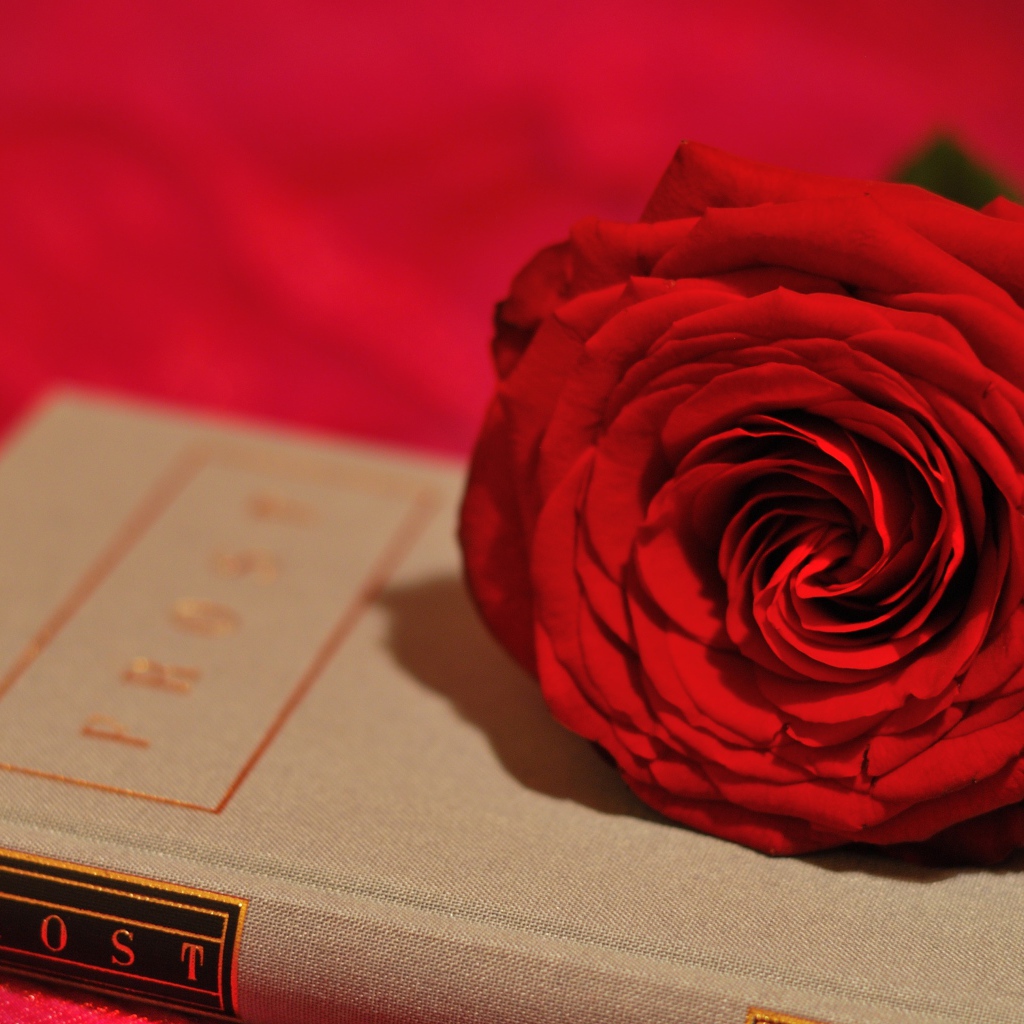 Большая красивая красная роза лежит на книге