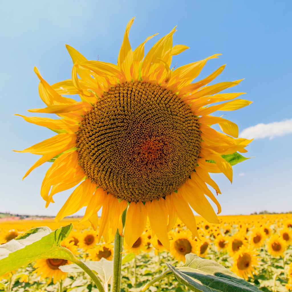 Цветущий подсолнух под голубым небом