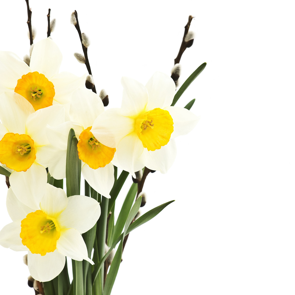 Букет нарциссов и вербы на белом фоне