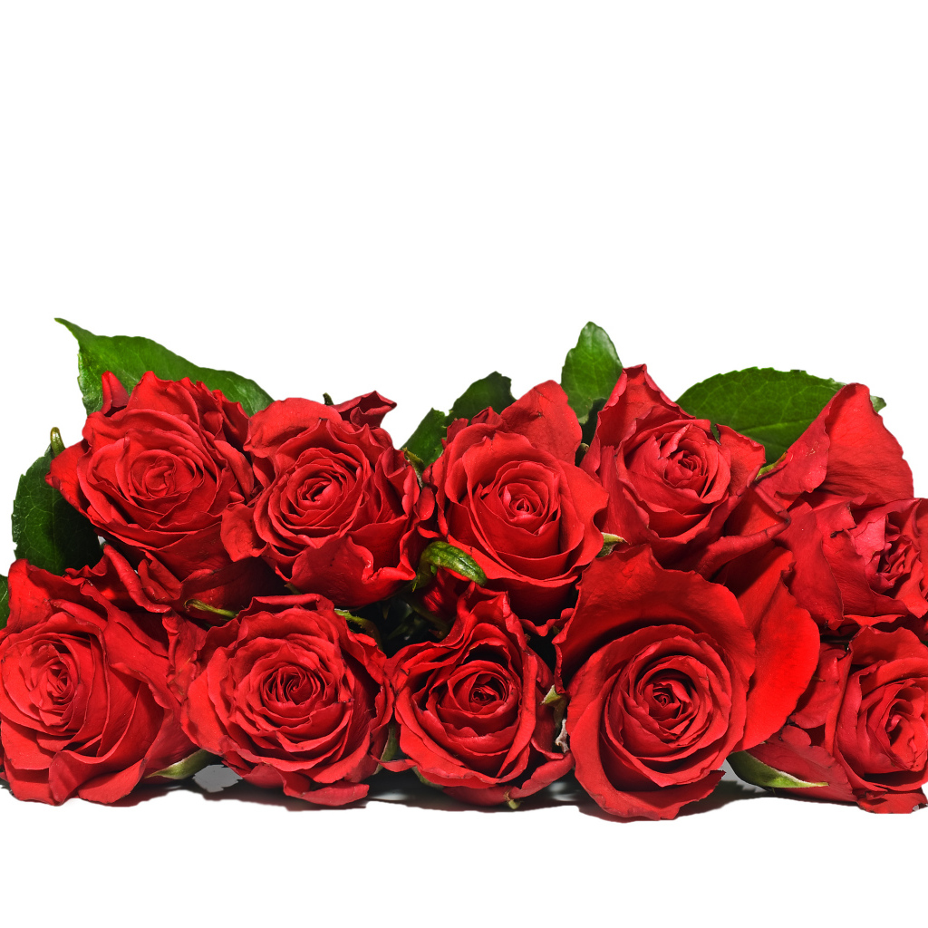 Букет красных роз с зелеными листьями на белом фоне 
