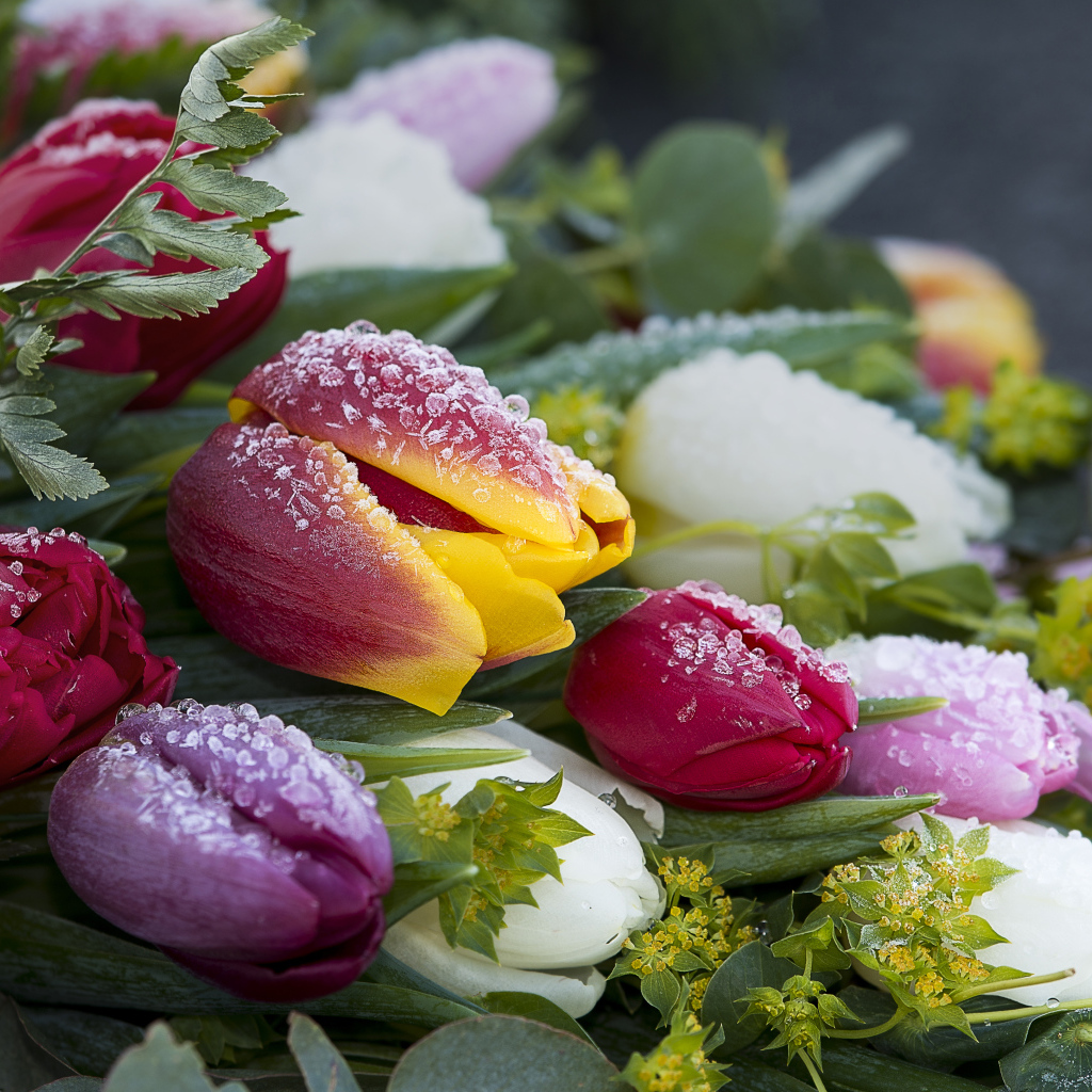 Букет нежных тюльпанов покрыт инеем