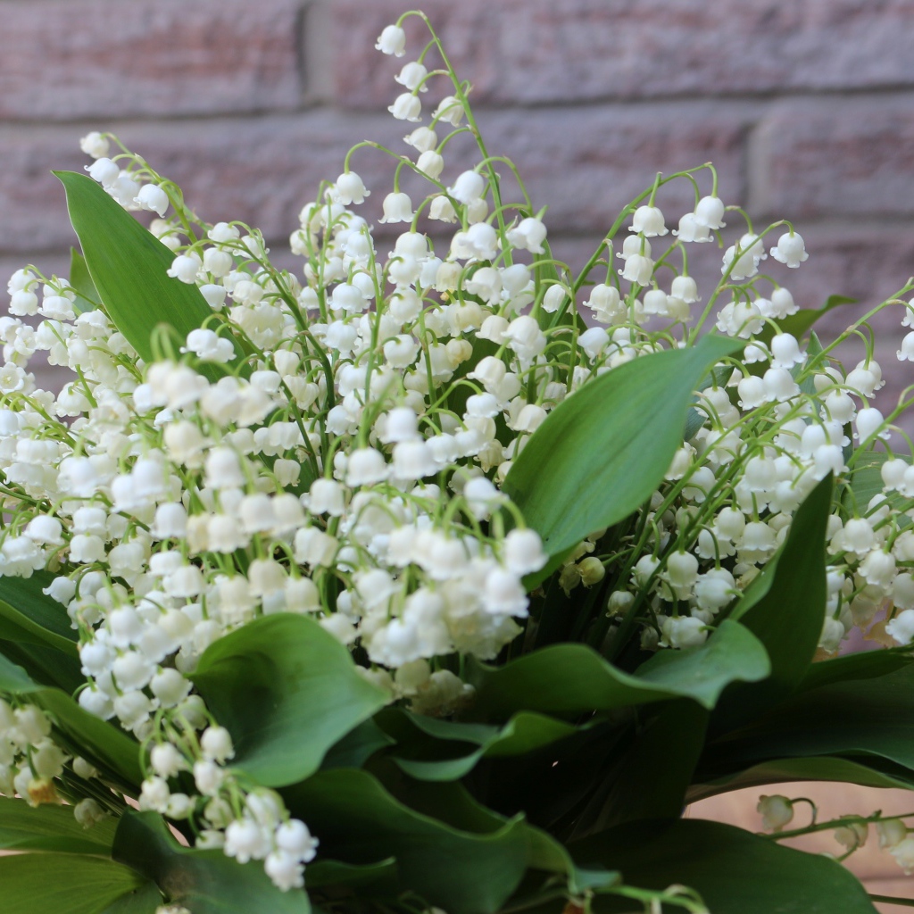 Букет белых ландышей с зелеными листьями