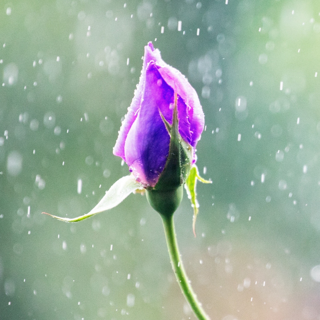 Бутон красивой розы под дождем