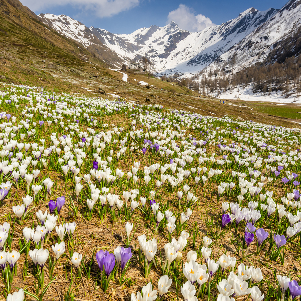 Поле разноцветный крокусов на фоне заснеженных гор