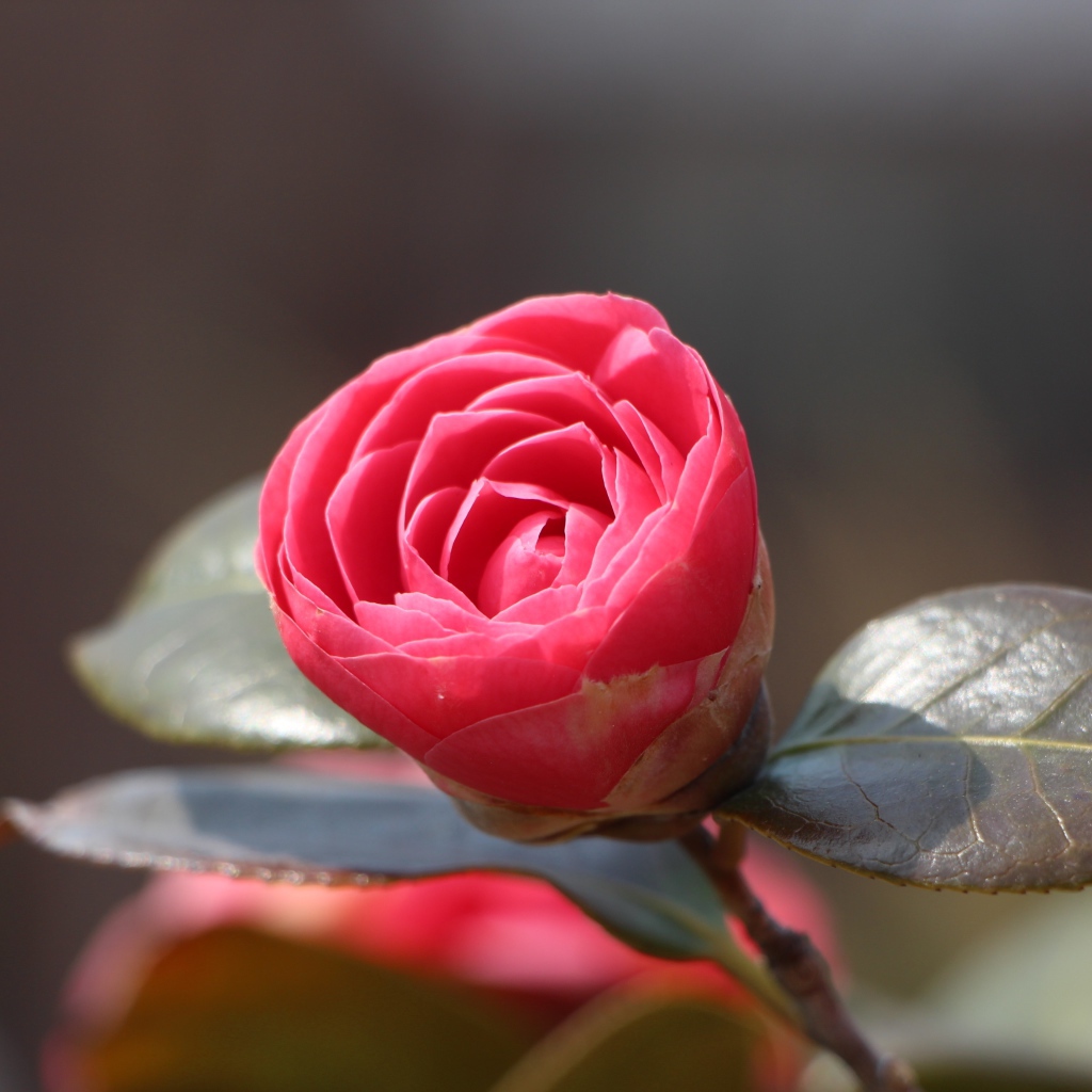 Нераспустившийся цветок розовой камелии