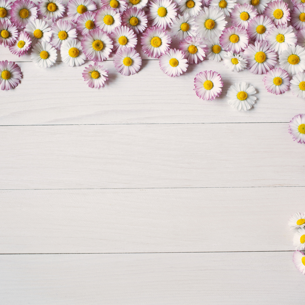 Много розовых маргариток на деревянном фоне, шаблон для открытки