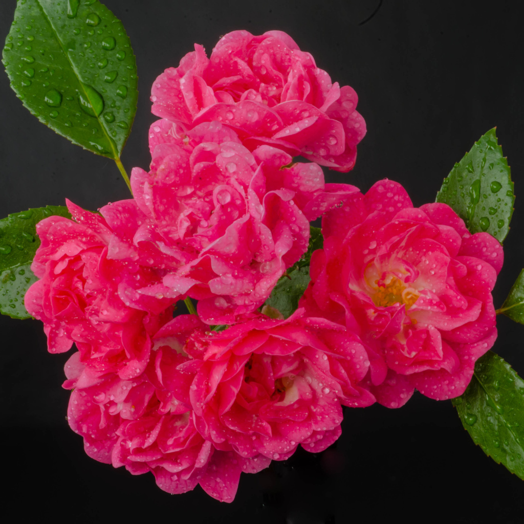 Много розовых роз в каплях воды на сером фоне