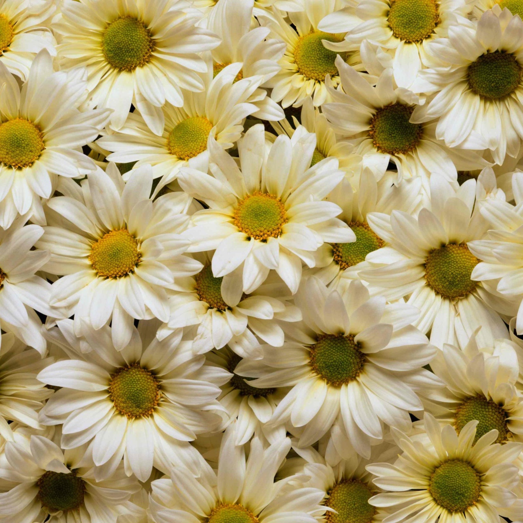 Много белых хризантем с желтыми серединками