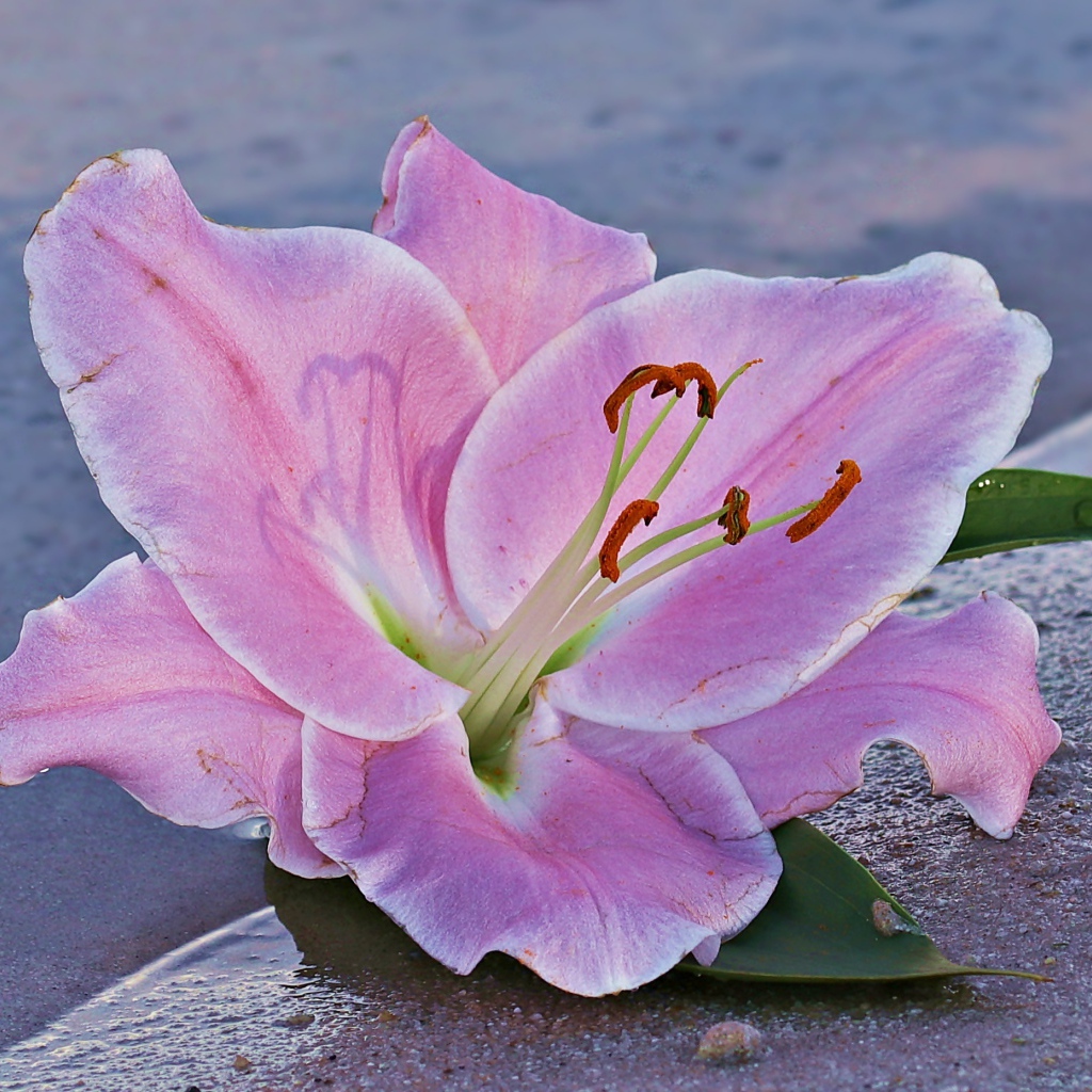 Розовая лилия на песке