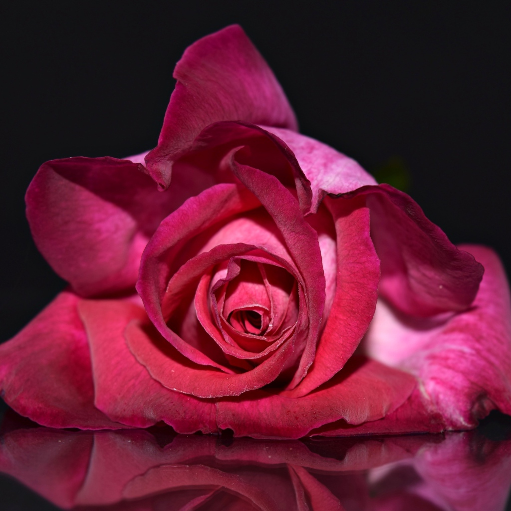 Красная роза лежит на зеркальной поверхности