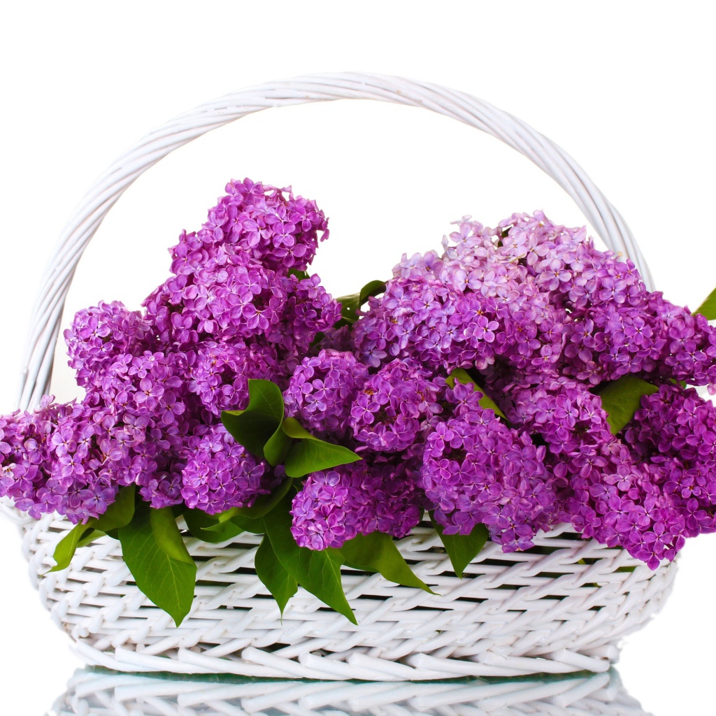Корзина цветов сирени на белом фоне