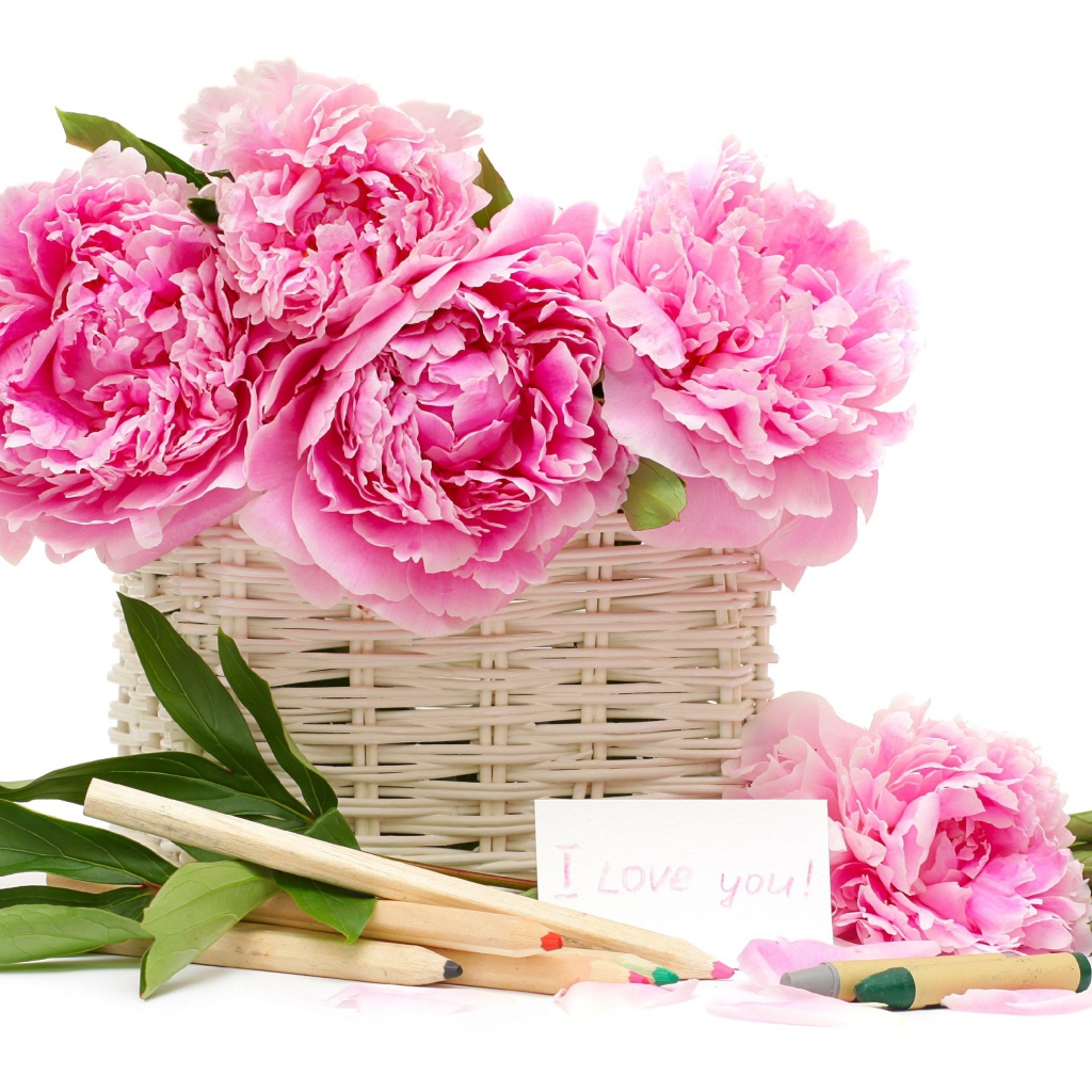 Корзина розовых пионов с карандашами на белом фоне