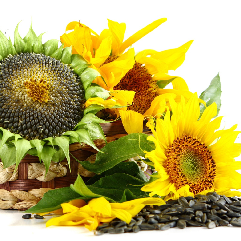 Корзина с подсолнухами на белом фоне с семечками 