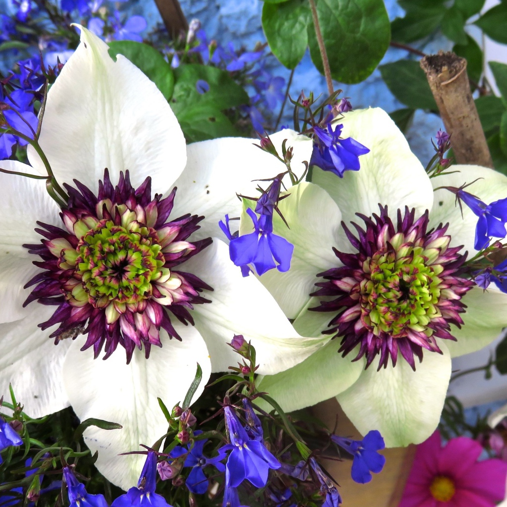 Красивые цветы клематисы с голубыми полевыми цветами