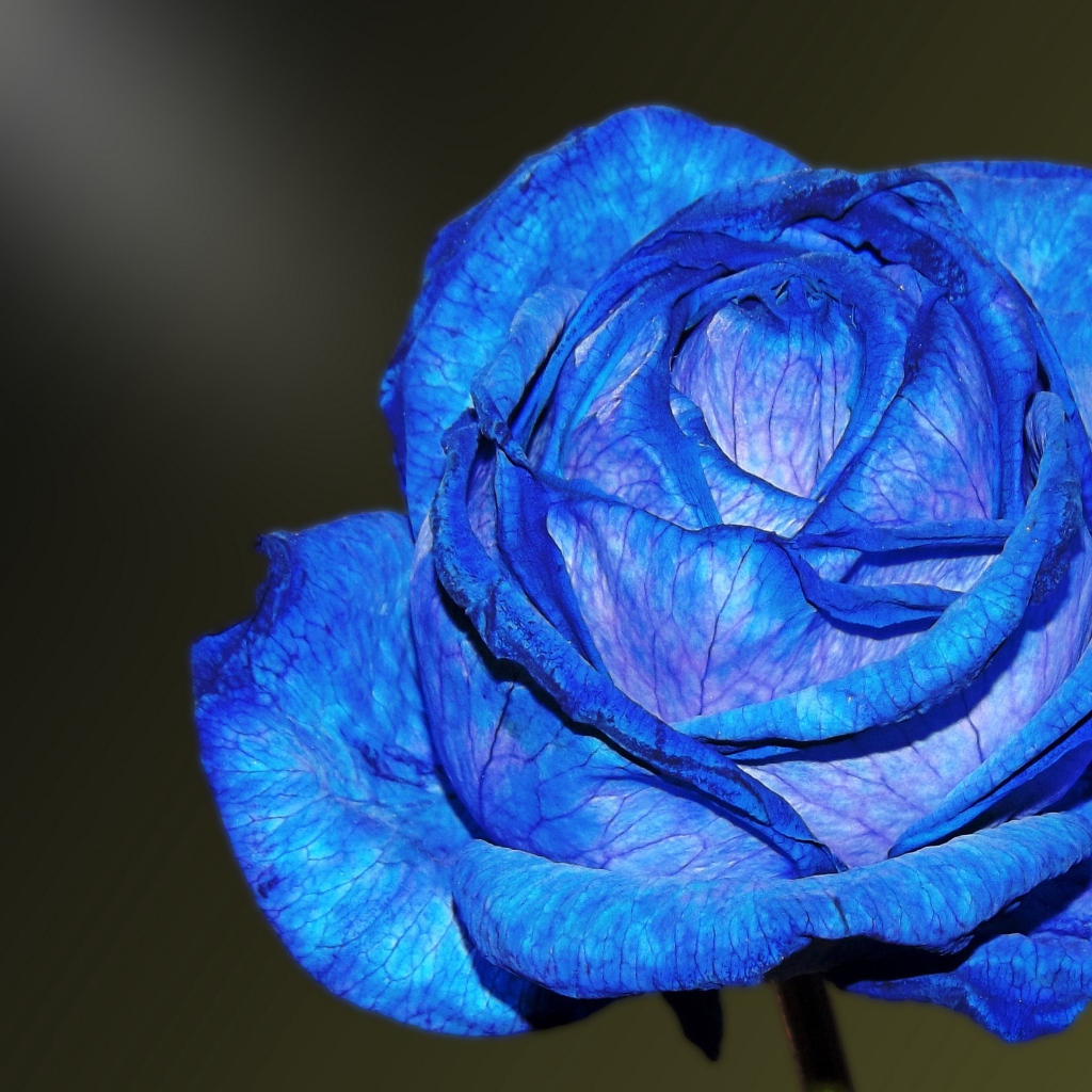 Красивая синяя роза с нежными лепестками