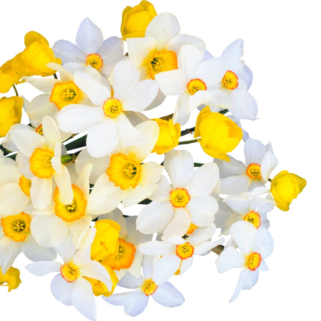 Красивый букет белых нарциссов с желтыми лютиками на белом фоне