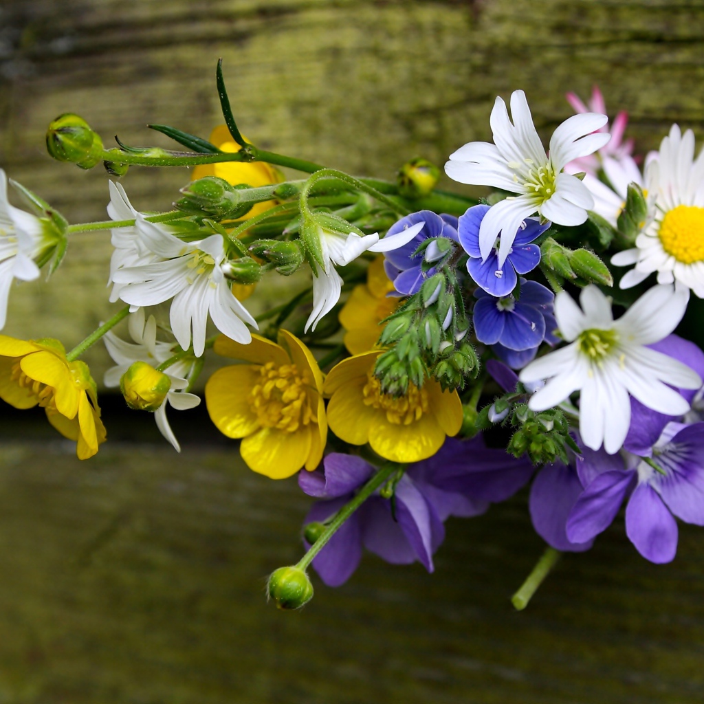 Красивый букет полевых цветов