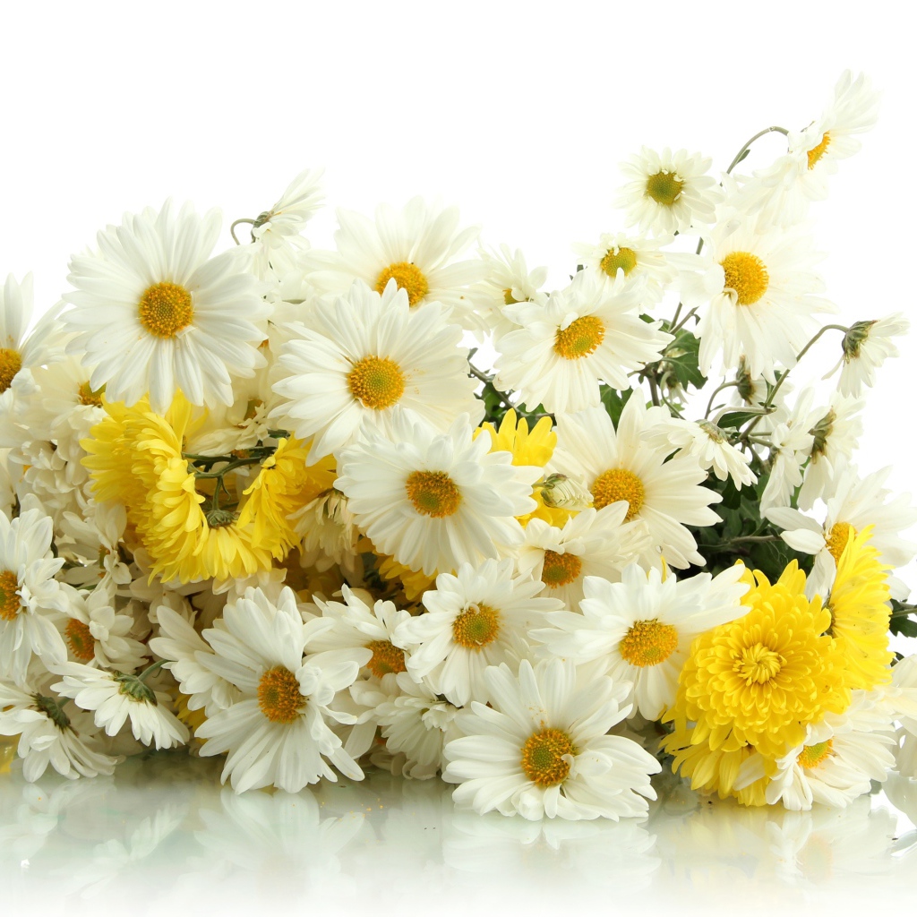 Красивый букет желтых и белых хризантем на белом фоне