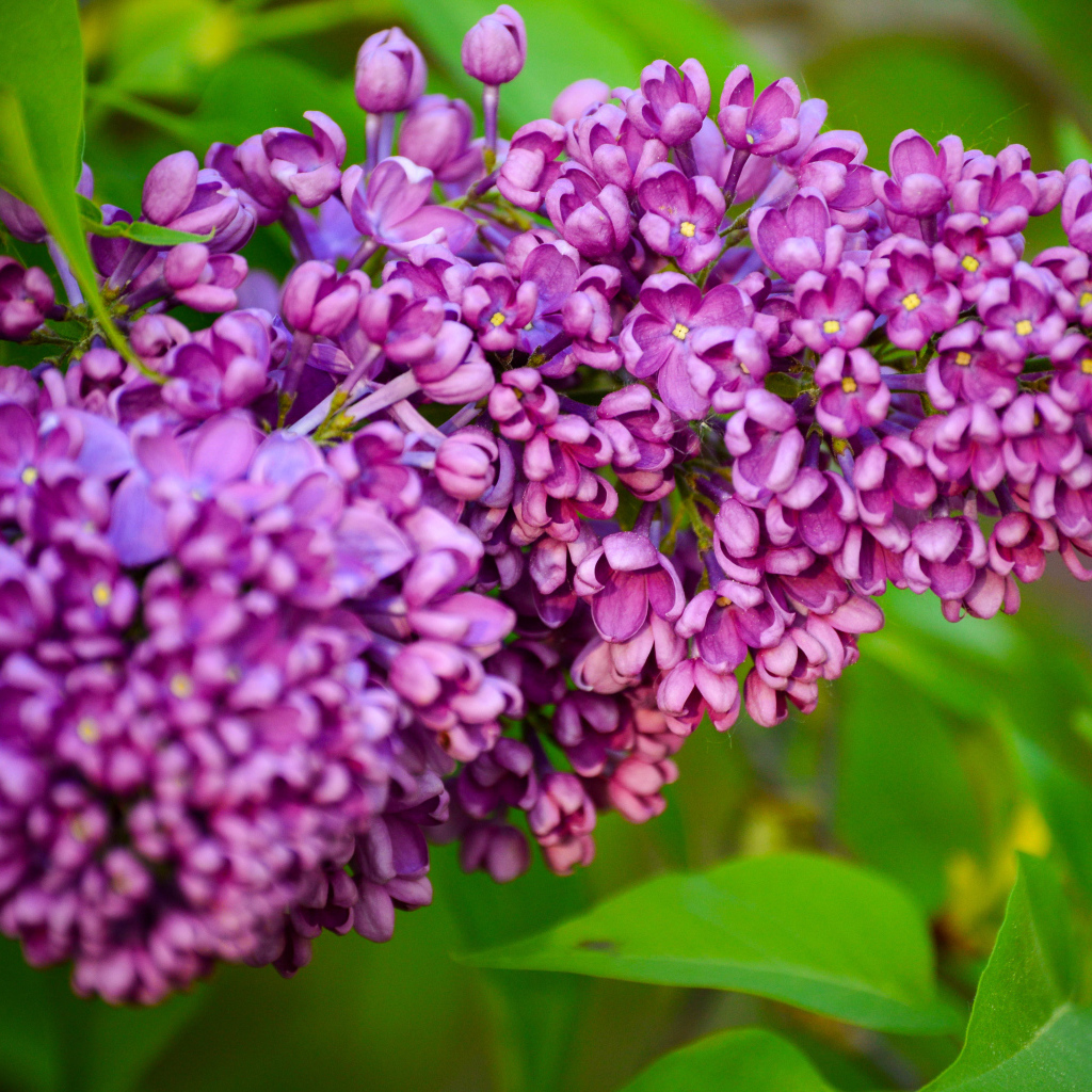 Красивая ветка весенней сирени