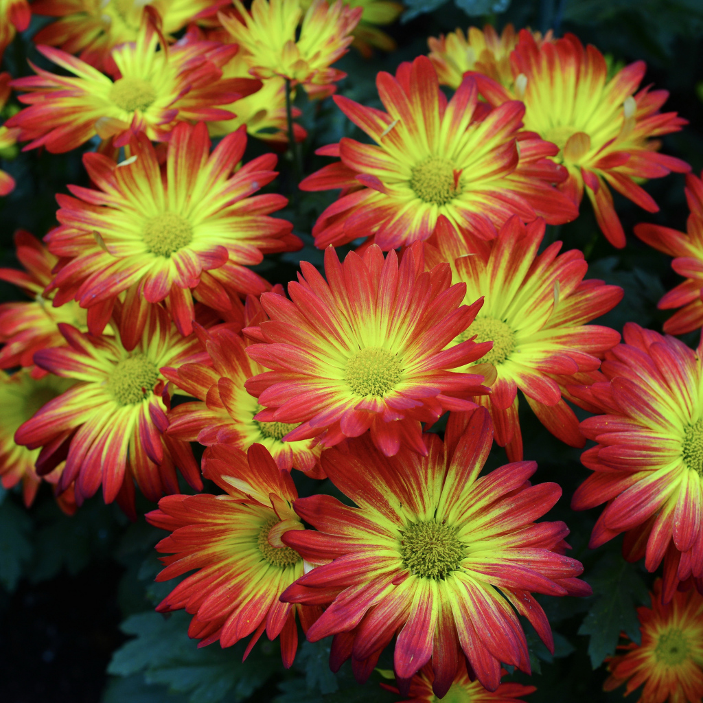 Красивые яркие осенние цветы хризантемы