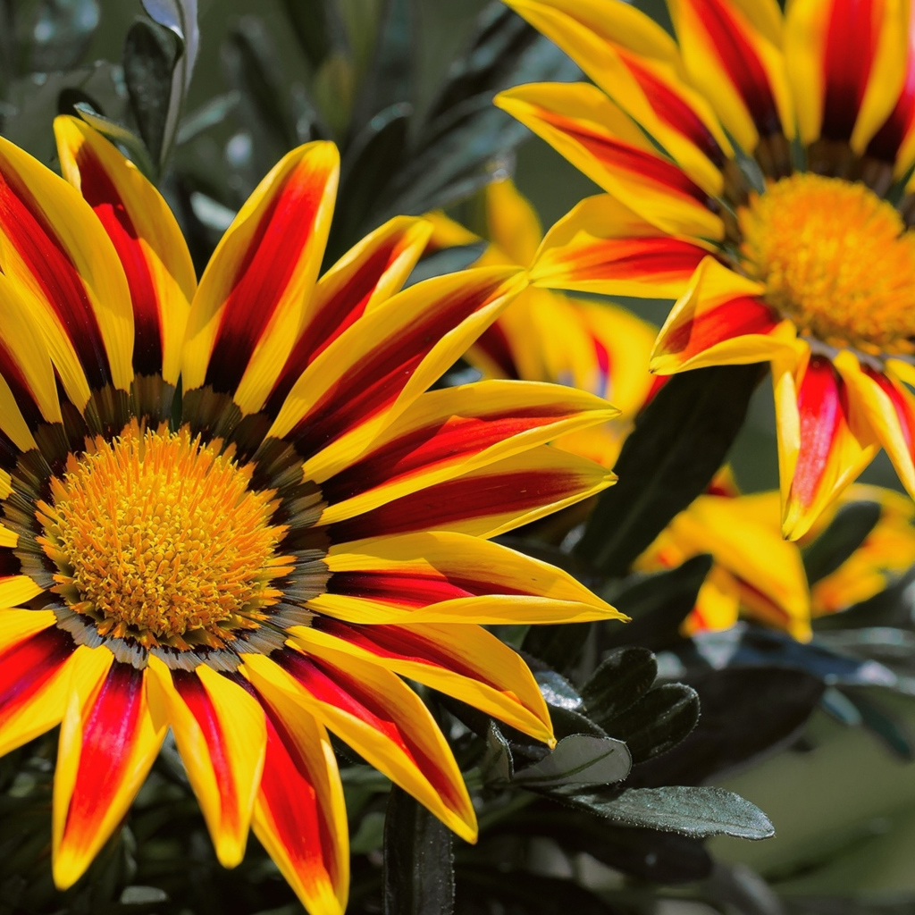 Красивые яркие цветы газания