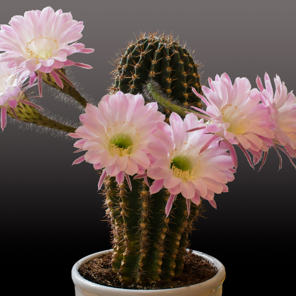 Красивый кактус с розовыми цветами на сером фоне