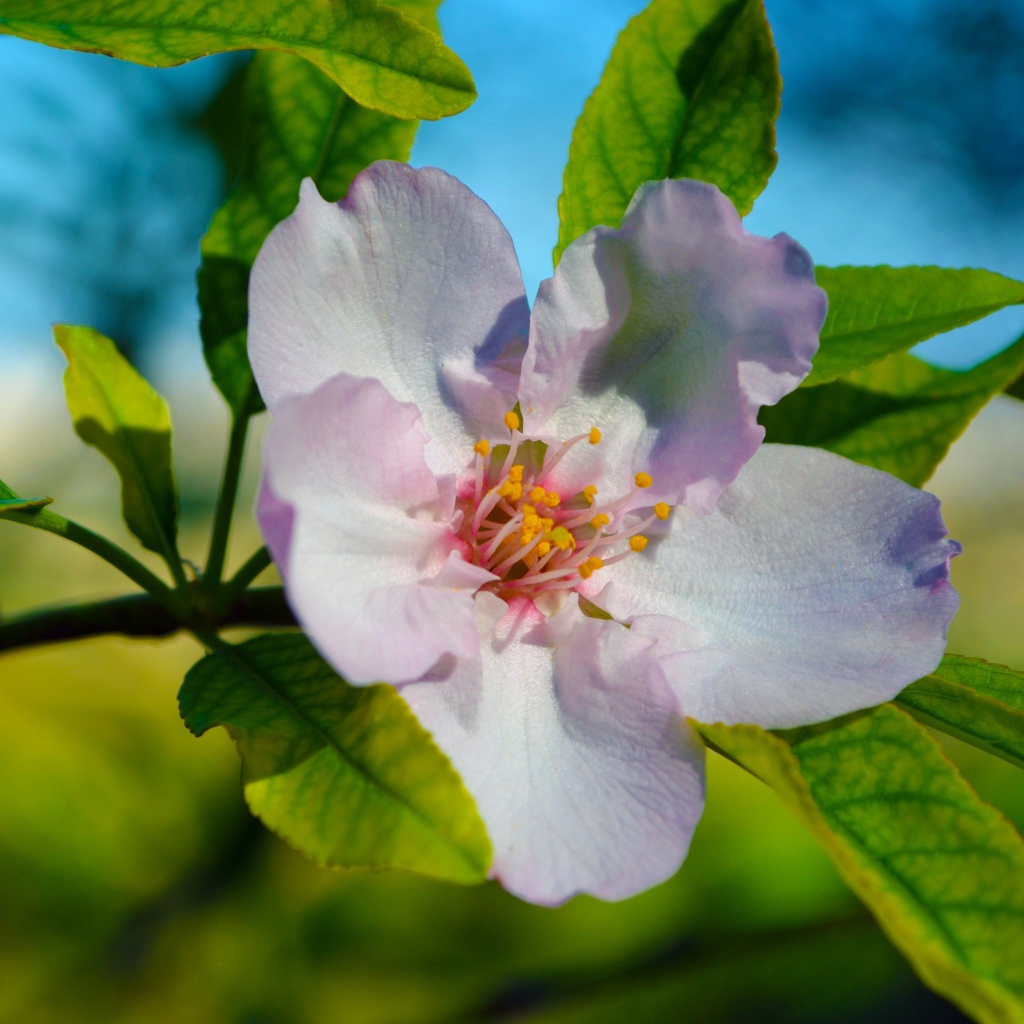 Красивый нежный цветок яблони с зелеными листьями