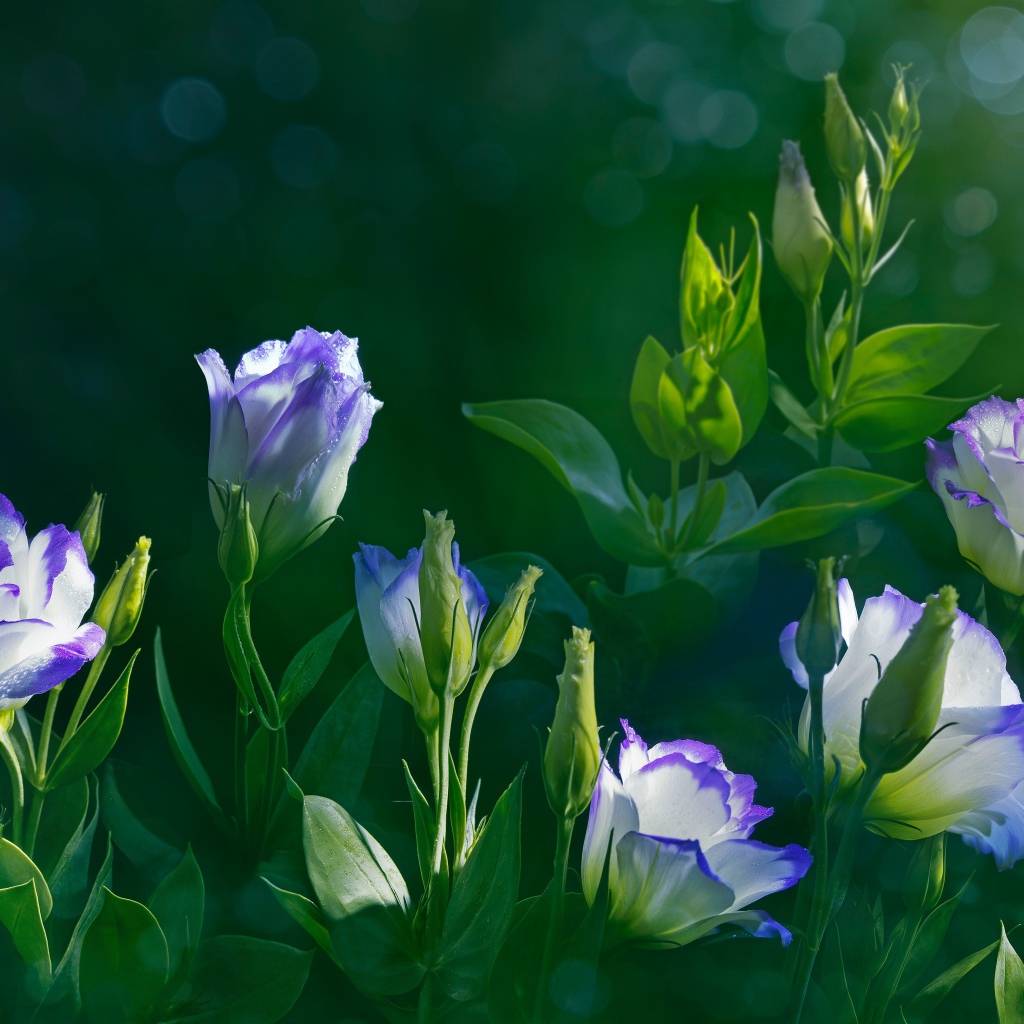 Красивые нежные цветы эустома