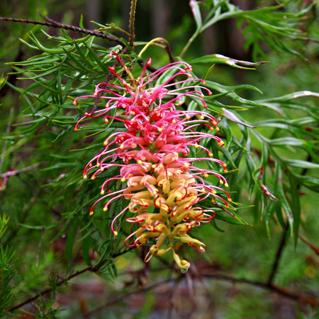 Красивый экзотический цветок Гревиллея