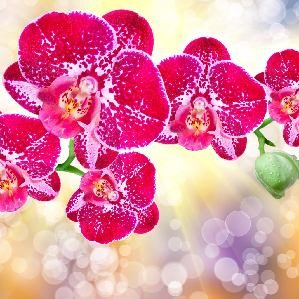 Красивые экзотические розовые цветы орхидеи с бутонами