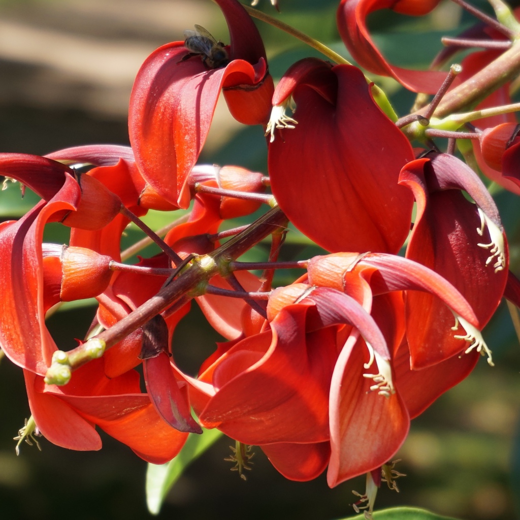 Красивый экзотический красный цветок