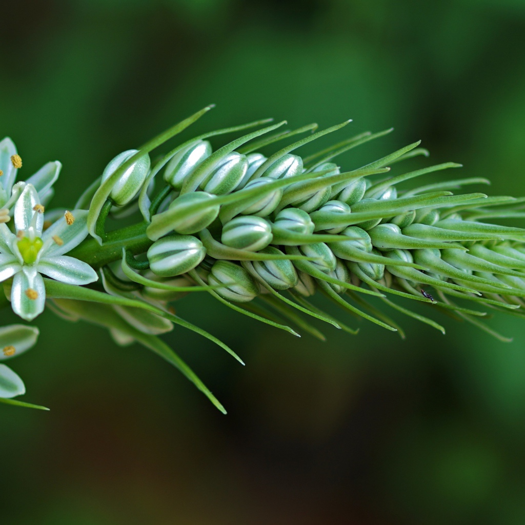 Красивый цветок птицемлечник на зеленом фоне крупным планом