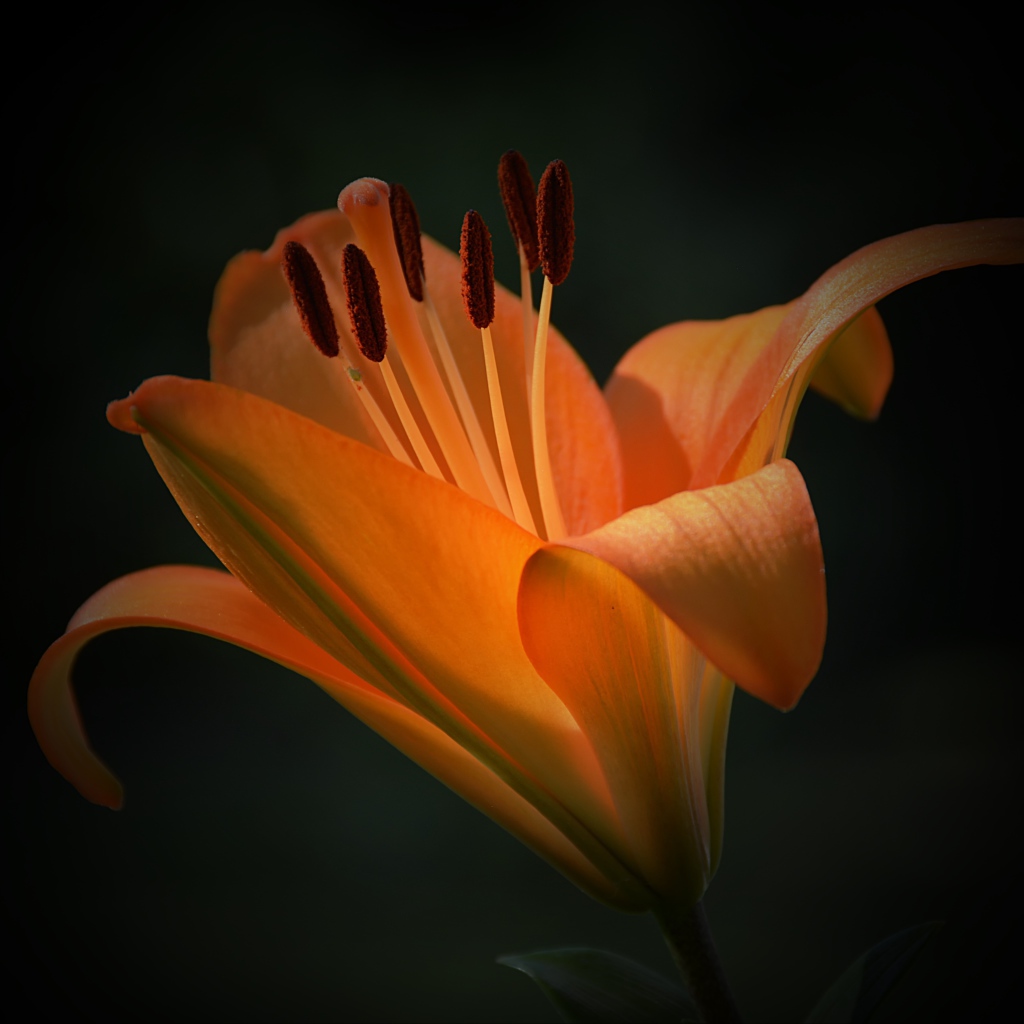 Красивый цветок оранжевой лилии крупным планом