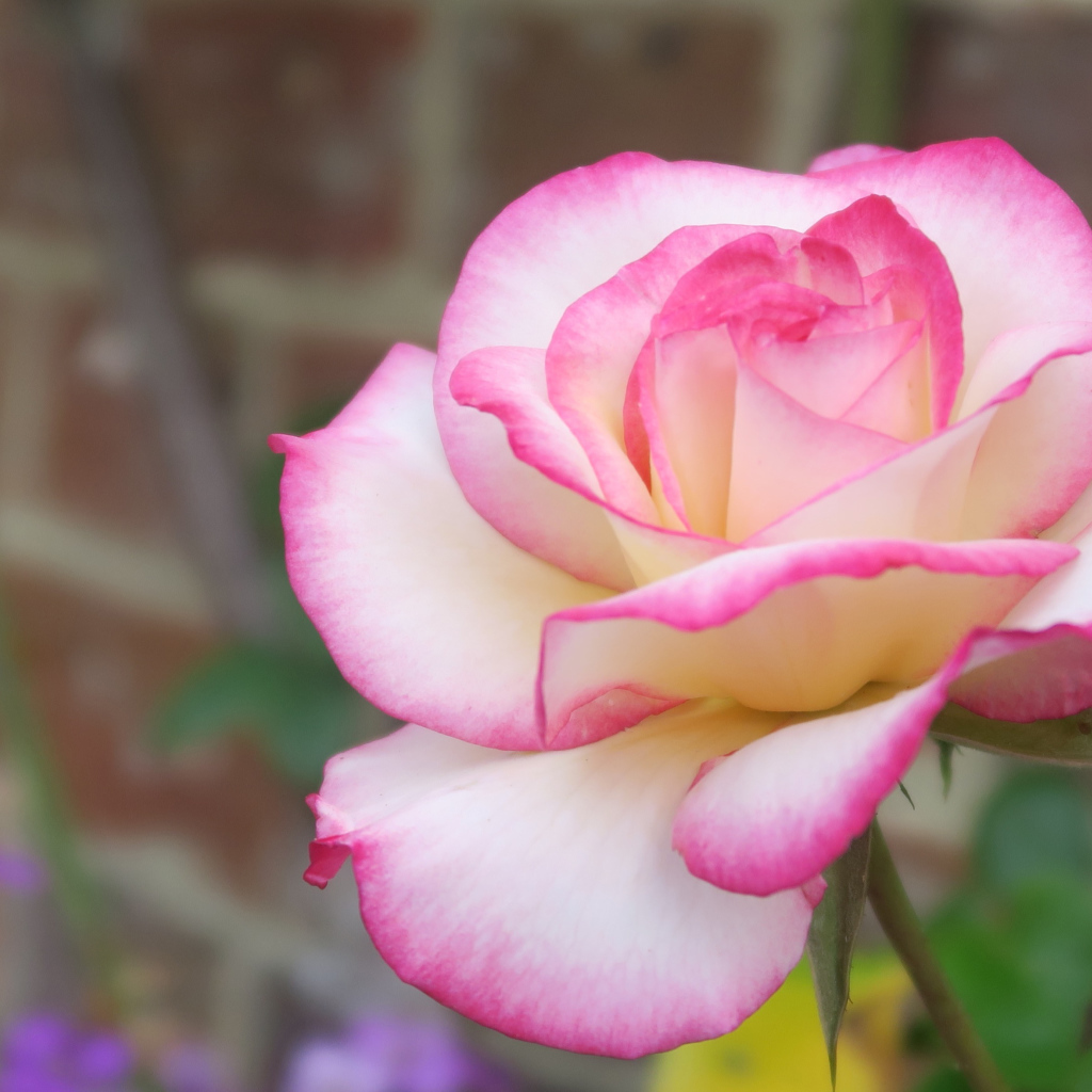 Красивая ароматная розовая роза крупным планом