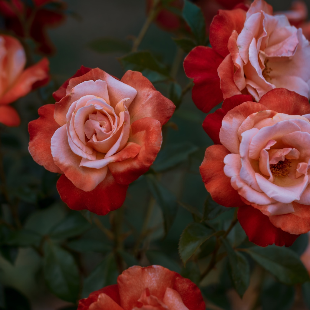 Красивые садовые розы крупным планом