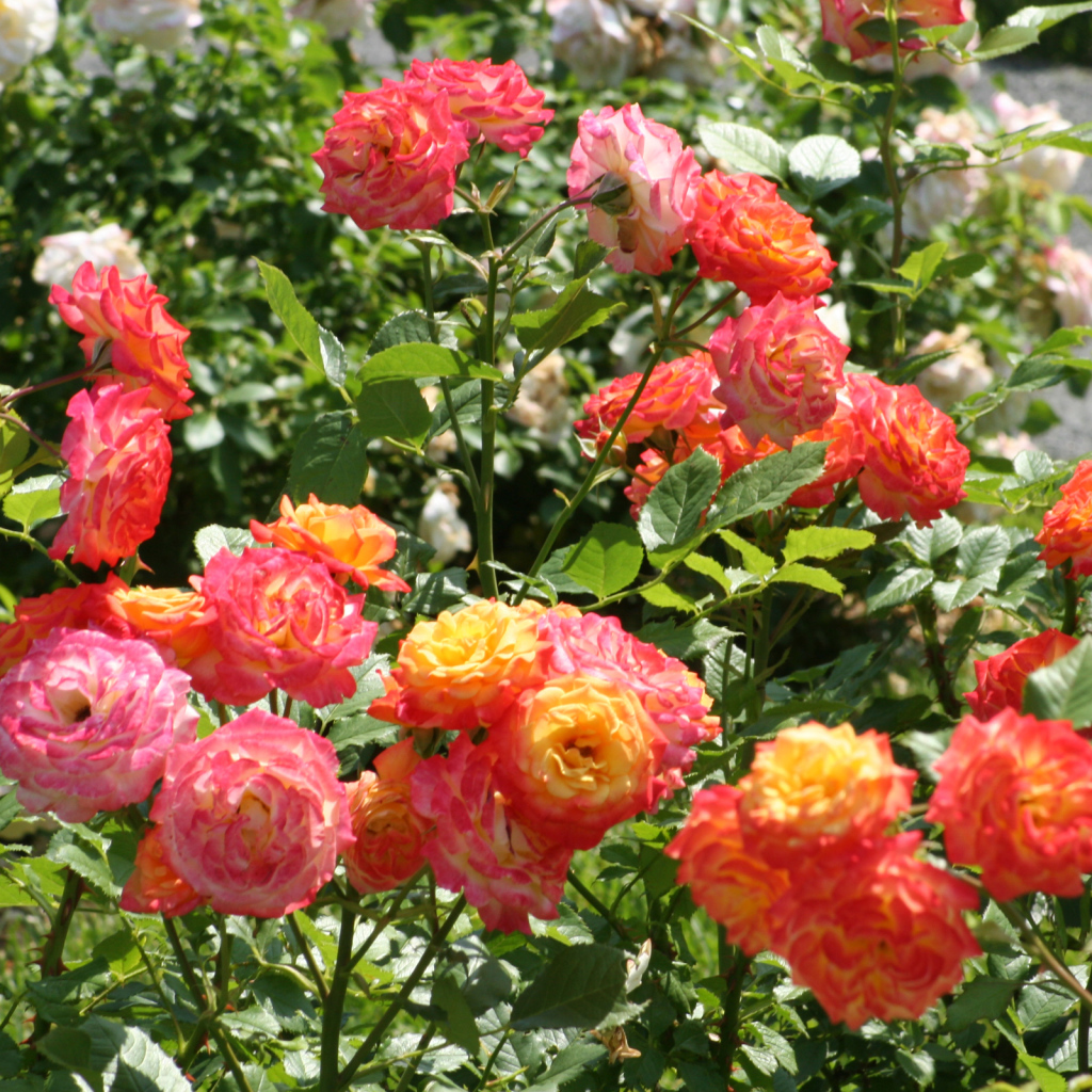 Красивые садовые розы на клумбе