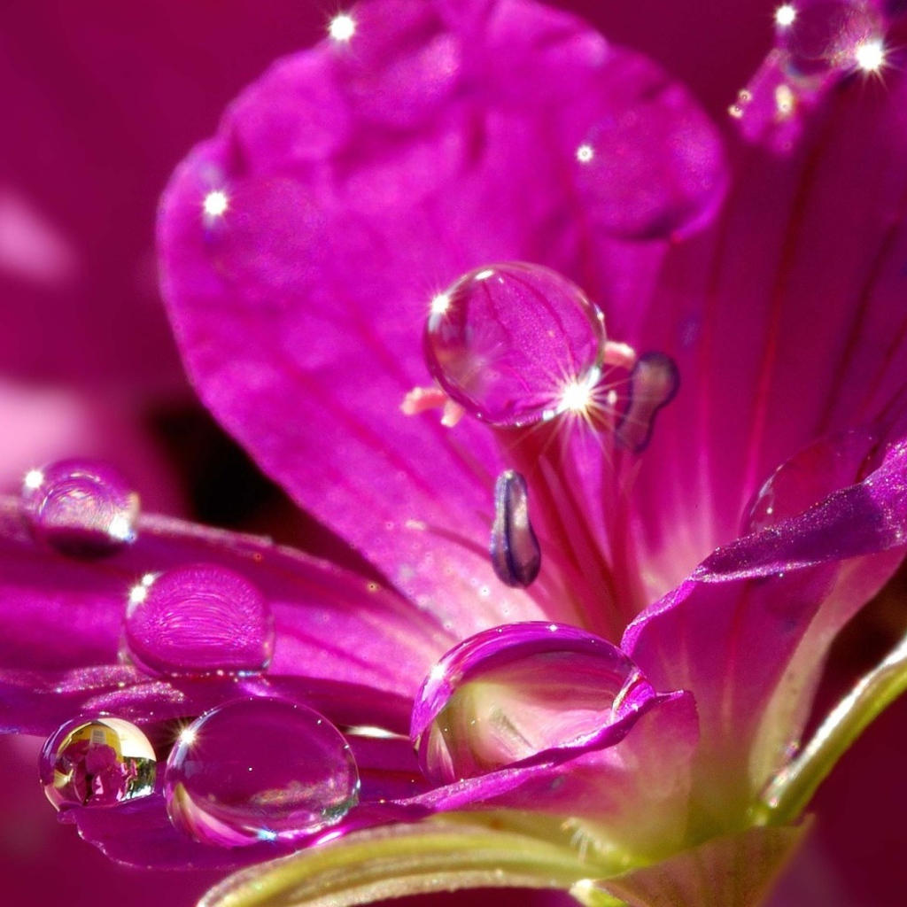 Красивый нежный сиреневый цветок в каплях воды