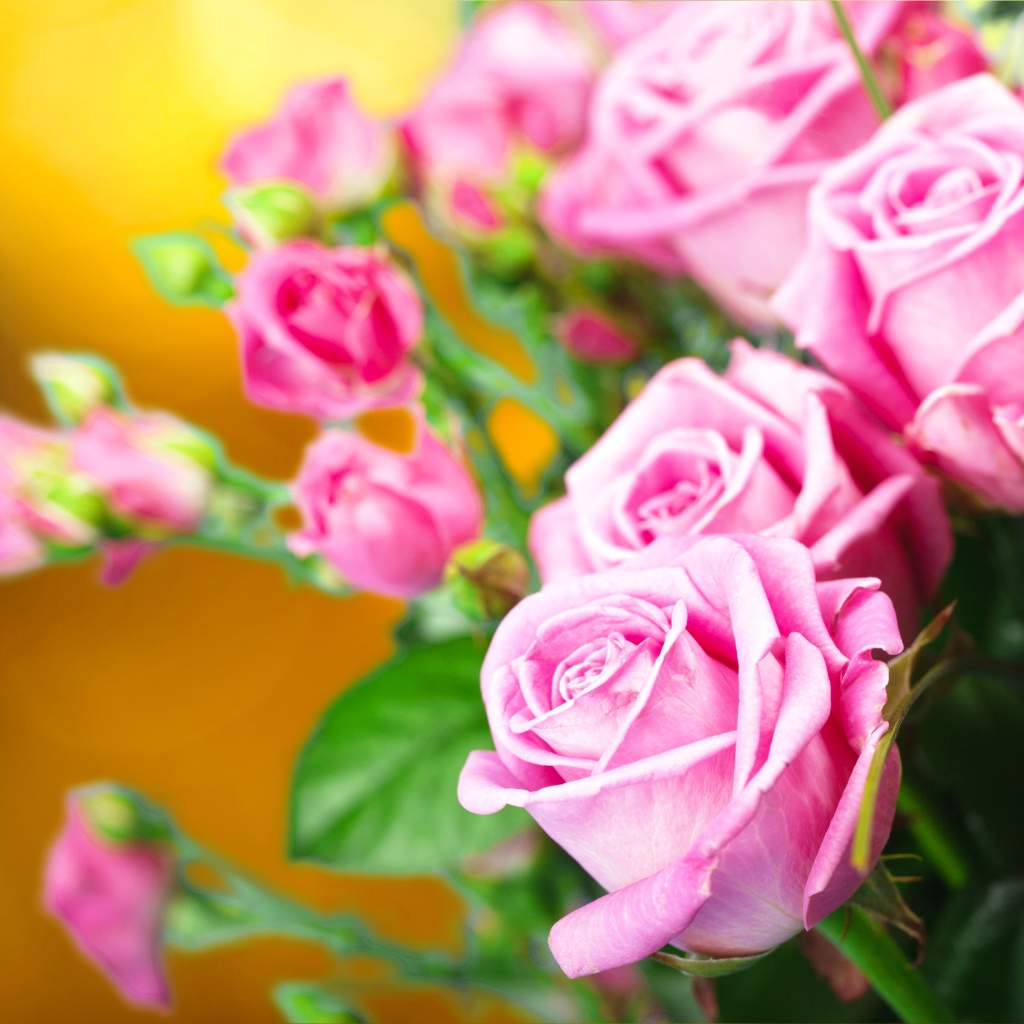 Красивые нежные розовые розы крупным планом 