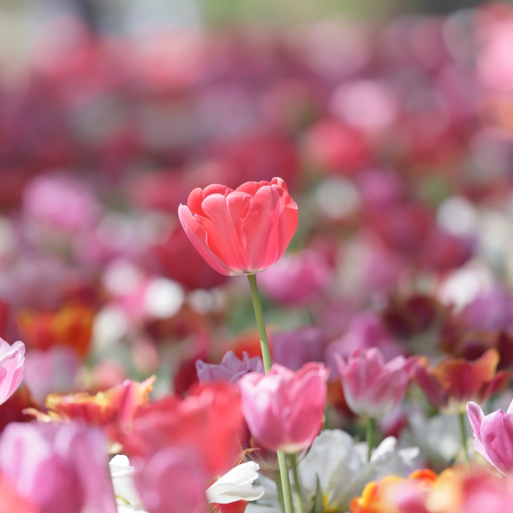 Красивые нежные розовые тюльпаны в лучах солнца