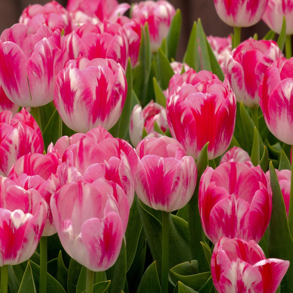 Красивые нежные розовые весенние цветы тюльпаны