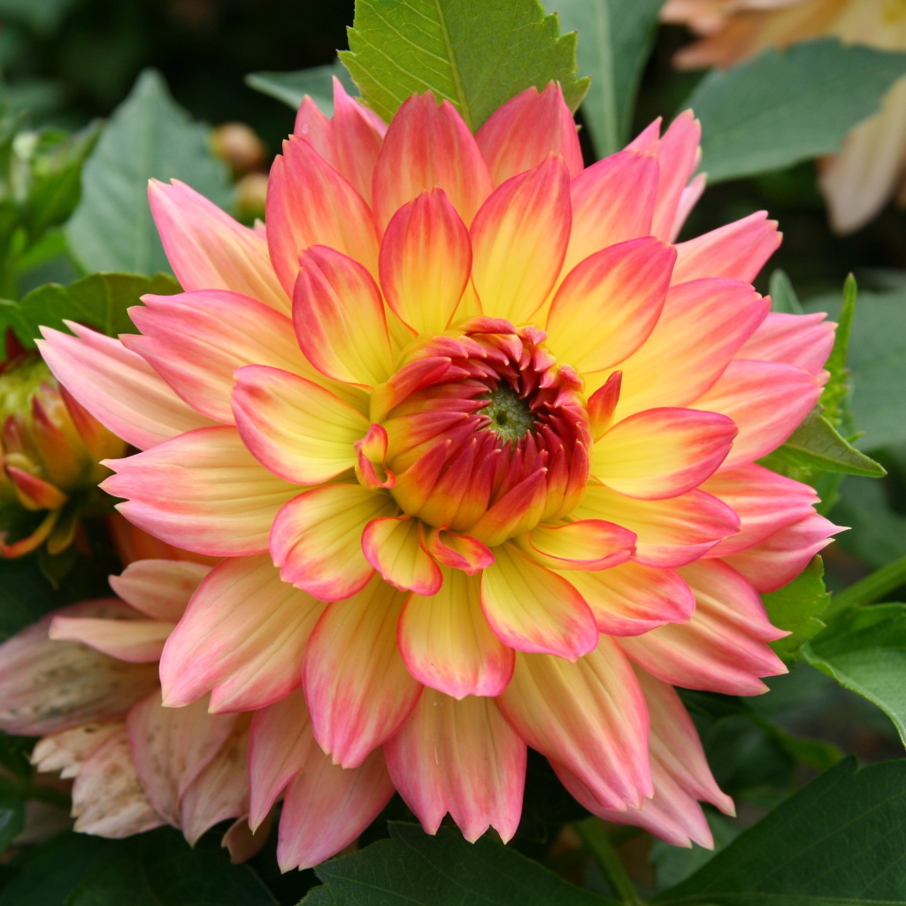 Красивый нежно розовый с желтым цветок георгина