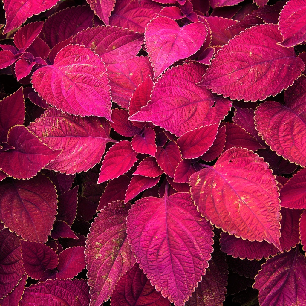 Красивое комнатное растение с красными листьями