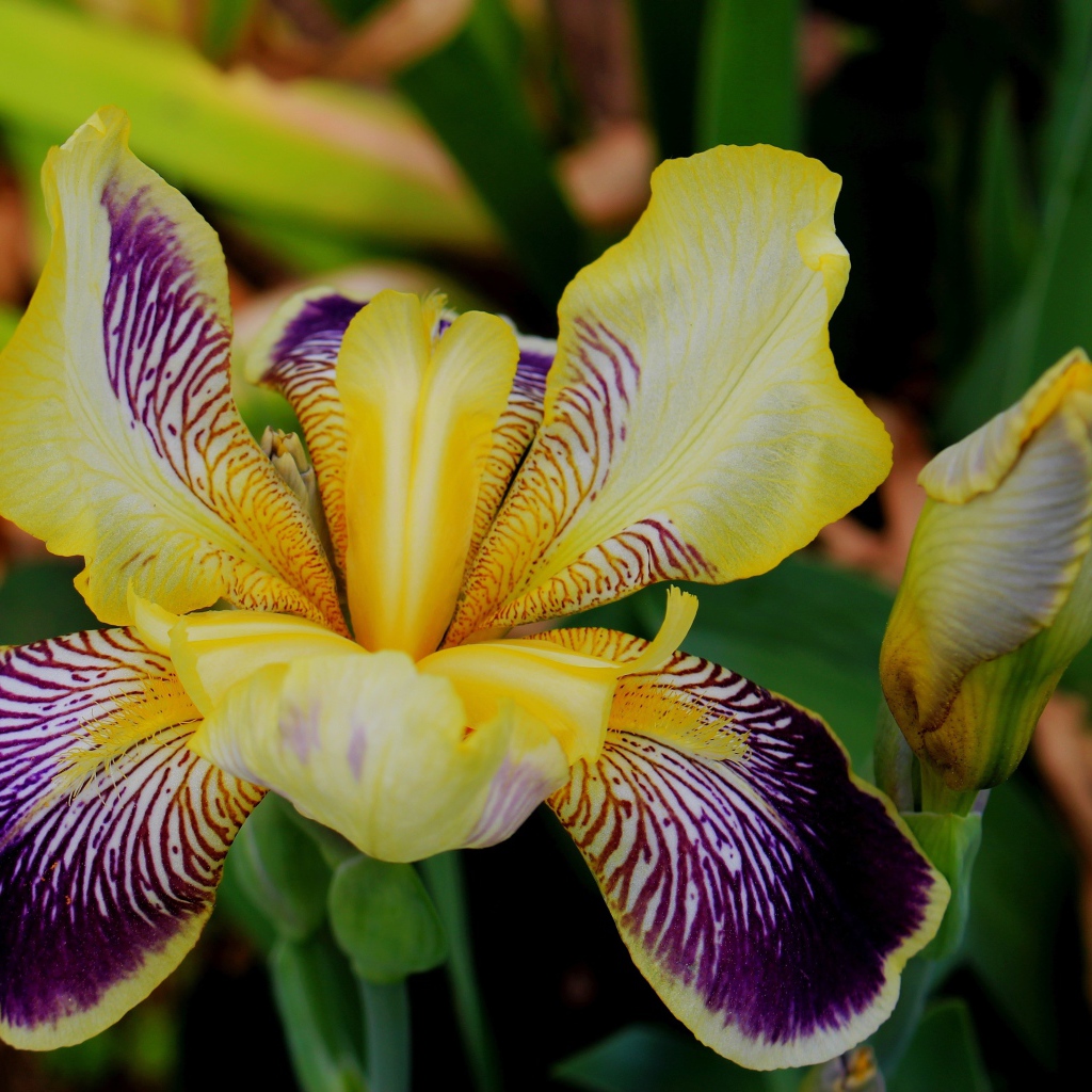 Красивый цветок ириса крупным планом