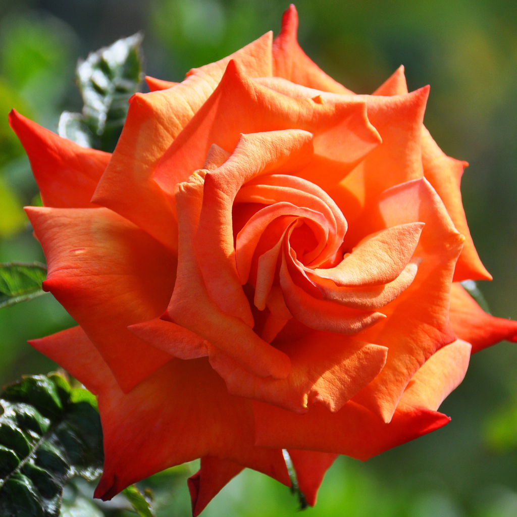 Красивый крупный цветок оранжевой розы